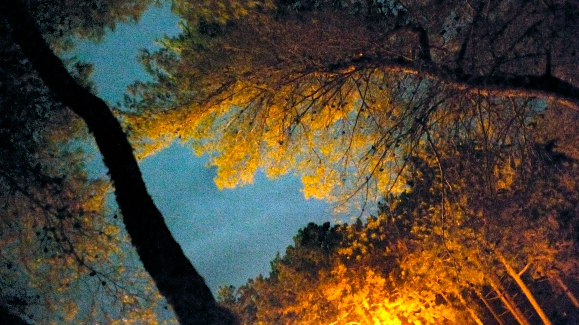 Pine-Tree-Forest-by-night